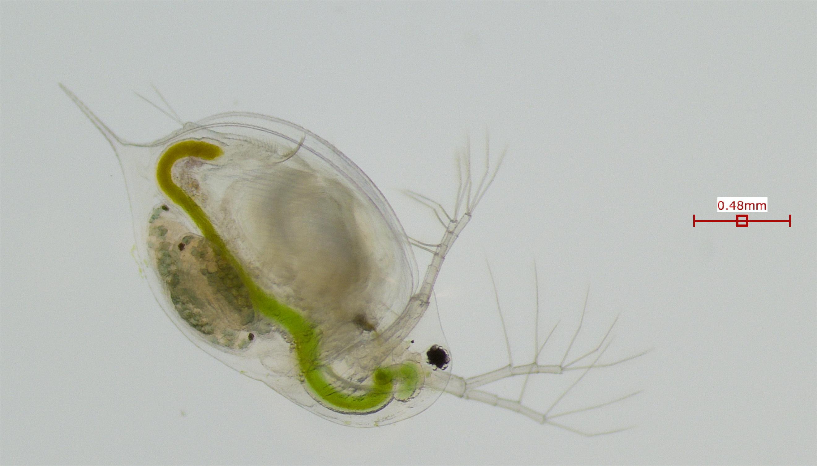 Daphnia pulicaria